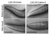 Abajo, las reacciones del gusano tras tocar el hongo carnívoro: a la izquierda, se relaja (señal inhibitoria) y a la derecha, se contrae (señal excitatoria). Imagen: Jennifer Pirri et al. Fuente: PLOS Biology.