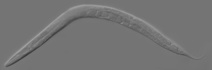 'Caenorhabditis elegans'. Imagen: Kbradnam. Fuente: Wikipedia.