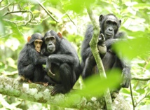 Chimpancés en Uganda. Imagen: USAID Africa Bureau. Fuente: Wikipedia.