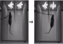 En los experimentos, los investigadores descubrieron que podían controlar el sentido de cada rata frente a imágenes nuevas o antiguas. Crédito: Burwell laboratorio / Brown University