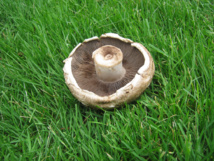 Fuente: K.S. Richardson/ Flickr Fuente: K.S. Richardson/ Flickr