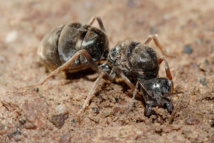 Reina de hormiga de la carne. Imagen: “Meat eater ant qeen excavating hole”. Fuente: Publicado bajo la licencia GFDL 1.2 vía Wikimedia Commons. Reina de hormiga de la carne. Imagen: “Meat eater ant qeen excavating hole”. Fuente: Publicado bajo la licencia GFDL 1.2 vía Wikimedia Commons.