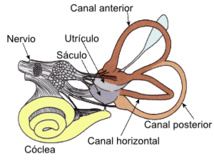 Sistema vestibular. Fuente: Wikipedia. Sistema vestibular. Fuente: Wikipedia.