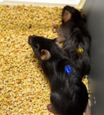 Los investigadores experimentaron con ratones que fueron genéticamente modificados para tener proteínas sensibles a la luz en algunas de sus células nerviosas. Fuente: Gereau lab/Washington University