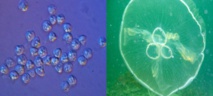 A la izquierda, esporas de mixozoos Kudoa iwatai. Cada espora mide aproximadamente 10 micras de anchura. A la derecha, la medusa Aurelia aurita (medusa común). La campana mide aproxidamente 25 centímetros de ancho, 2.500 veces más que las esporas. Imagen: A. Diamant/P. Cartwright. Fuente: Universidad de Kansas.