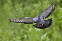 Fuente: Wikimedia Commos. Fuente: Wikimedia Commos.