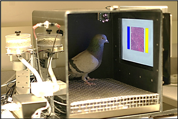 Las palomas fueron entrenadas con refuerzo alimenticio y sometidas a diversos parámetros de control.  Imagen: Levenson, et al. Fuente: Sinc.