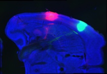 Corteza del amargo (rojo) y del dulce (verde) en el cerebro del ratón. Imagen: Charles Zucker. Fuente: Universidad de Columbia.