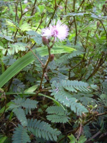 Mimosa púdica. Imagen: Forest & Kim Starr. Fuente: Disponible bajo la licencia CC BY 3.0 vía Wikimedia Commons. Mimosa púdica. Imagen: Forest & Kim Starr. Fuente: Disponible bajo la licencia CC BY 3.0 vía Wikimedia Commons.