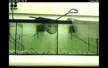 Dispositivo experimental utilizado en la investigación. Fuente: UAB. Dispositivo experimental utilizado en la investigación. Fuente: UAB.