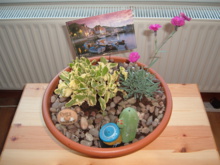 Un tazón-jardín. Fuente: ecancer. Un tazón-jardín. Fuente: ecancer.