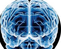 Descubierto el mecanismo neurológico de la percepción visual Descubierto el mecanismo neurológico de la percepción visual