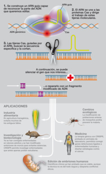Esquema del funcionamiento de las CRISPR/Cas9. Fuente: Sinc. Esquema del funcionamiento de las CRISPR/Cas9. Fuente: Sinc.