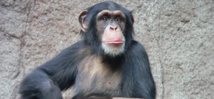 Chimpancé común, en el zoo de Leipzig (Alemania). Imagen: Thomas Lersch. Fuente: Wikipedia.