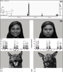 Emociones presentadas a los perros en imagen y sonido. Fuente: Universidad de Lincoln.