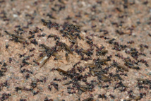 Salida en enjambre de una colonia de hormigas, insectos eusociales que pueden autosacrificarse por su comunidad.  Imagen: fir0002. Fuente: Disponible bajo la licencia GFDL 1.2 vía Wikimedia Commons.