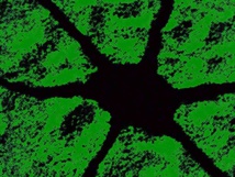 Fuente: Jan Tik/ Flickr Fuente: Jan Tik/ Flickr