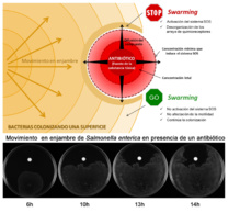 Modelo del comportamiento de una colonia bacteriana de 'Salmonella enterica' ante el antibiótico. Fuente: UAB. Modelo del comportamiento de una colonia bacteriana de 'Salmonella enterica' ante el antibiótico. Fuente: UAB.