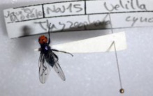 Fuente: Universidad de Salamanca/DiCYT. Fuente: Universidad de Salamanca/DiCYT.