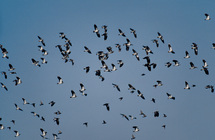 Bandada de aves. Foto: Instituto Ornitológico de Suiza.