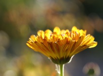 Caléndula. Imagen: Body-n-Care. Fuente: Pixabay. Caléndula. Imagen: Body-n-Care. Fuente: Pixabay.