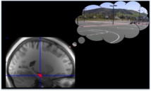 Utilizando imágenes por resonancia magnética, los científicos identificaron una señal en el hipocampo asociada con la memoria de recompensa, en este caso relacionada con una cancha de baloncesto. Imagen: C. Ranganath. Fuente: UC Davis.