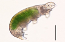 'Acutuncus antarcticus', La barra mide 0,1 mm. Imagen: M. Tsujimoto. Fuente: NIPR. 'Acutuncus antarcticus', La barra mide 0,1 mm. Imagen: M. Tsujimoto. Fuente: NIPR.