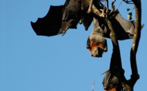 Murciélagos australianos. Imagen: M. Baker. Fuente: Csiro.