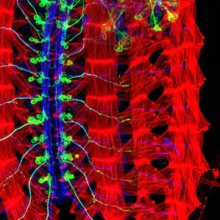 Imagen que muestra los músculos (rojo), motoneuronas (azul) y las neuronas involucradas en el movimiento de corrección de orientación (verde) de un embrión de 'Drosophila'. Fuente: Agencia CyTA. Imagen que muestra los músculos (rojo), motoneuronas (azul) y las neuronas involucradas en el movimiento de corrección de orientación (verde) de un embrión de 'Drosophila'. Fuente: Agencia CyTA.