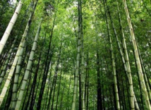 Fuente: JFXie/ Flickr Fuente: JFXie/ Flickr