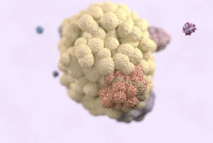 Células T al ataque de los antígenos tumorales comunes a todas las células del tumor, por más que este haya proliferado. Fuente: Cancer Research UK.