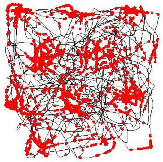 Trayectoria de una rata (en negro) sobre una plataforma cuadrada. En rojo, los puntos en los que las células de red se activan para que la rata se oriente. Imagen: Torkel Hafting. Fuente: Wikipedia.