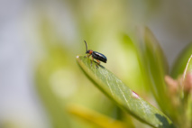 Fuente: Peter Pearson/ Flickr Fuente: Peter Pearson/ Flickr