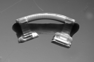 Un bio-robot: anillo de músculo alrededor de un esqueleto flexible impreso en 3D. Imagen: R. Raman. Fuente: Universidad de Illinois.
