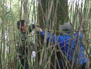 Técnicos midiendo un árbol en la Reserva Natural de Wolong (China). Fuente: MSU. Técnicos midiendo un árbol en la Reserva Natural de Wolong (China). Fuente: MSU.