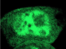 La masa verde indica que la célula está llena de moléculas. Fuente: SDU