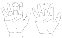 Única forma conocida de hacer desaparecer medio dedo sin que duela. Imagen: ©Current Biology. Fuente: KU Leuven.