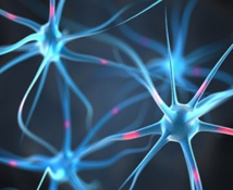 Redes neuronales. Fuente: AlphaGalileo. Redes neuronales. Fuente: AlphaGalileo.