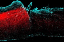 Axones de la corteza motora creando nuevos circuitos en la médula espinal dañada. Imagen: Hollis et al. Fuente: Nature Neuroscience.
