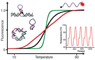 Comportamiento del ADN según la temperatura. Fuente: Nano Letters. Comportamiento del ADN según la temperatura. Fuente: Nano Letters.