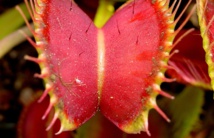 Venus atrapamoscas. Imagen: CC BY-SA 2.5. Fuente: Wikimedia Commons. Venus atrapamoscas. Imagen: CC BY-SA 2.5. Fuente: Wikimedia Commons.