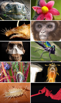 Las diez especies más destacadas del año, según ESF. Fuente: ESF.