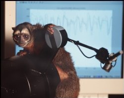 Mono interactuando con un ordenador