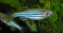 El estudio fue realizado con peces cebra. Imagen: Azul. Fuente: Wikipedia.