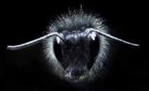 Un abejorro cubierto de pelos. Fuente: Universidad de Bristol.