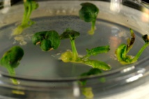 Una de las pruebas del grupo de Rubio. Fuente: CNB-CSIC. Una de las pruebas del grupo de Rubio. Fuente: CNB-CSIC.