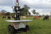 El robot está basado en un modelo anterior dedicado al cuidado de vacas. Fuente: ACFR