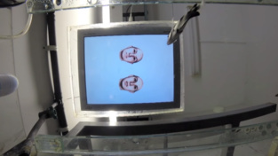 Un pez arquero, eligiendo la cara conocida. Fuente: Universidad de Oxford. Un pez arquero, eligiendo la cara conocida. Fuente: Universidad de Oxford.