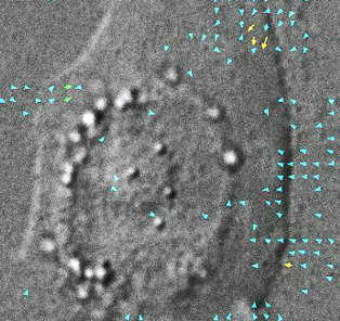 Fuente: WSU. Fuente: WSU.