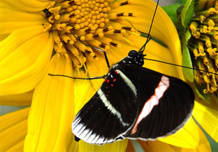 Mariposa 'Heliconius'. Imagen: Melanie Brien. Fuente: STRI. Mariposa 'Heliconius'. Imagen: Melanie Brien. Fuente: STRI.